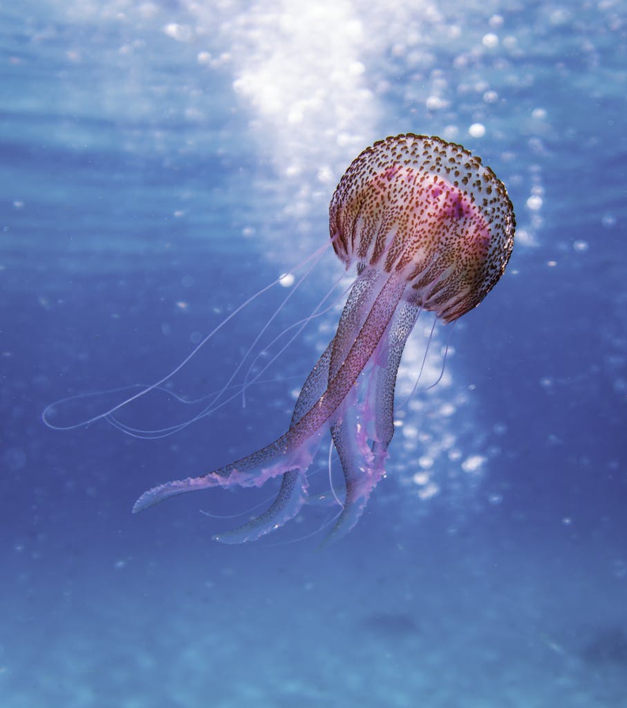 Close-up of a vibrant jellyfish gracefully swimming in the clear waters of Illes Balears, Spain.